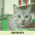 Cbd For Pets