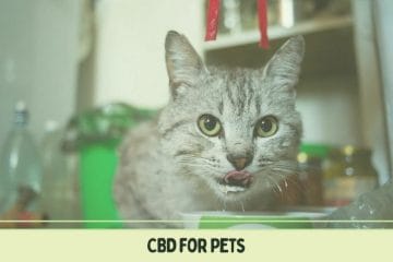 Cbd For Pets