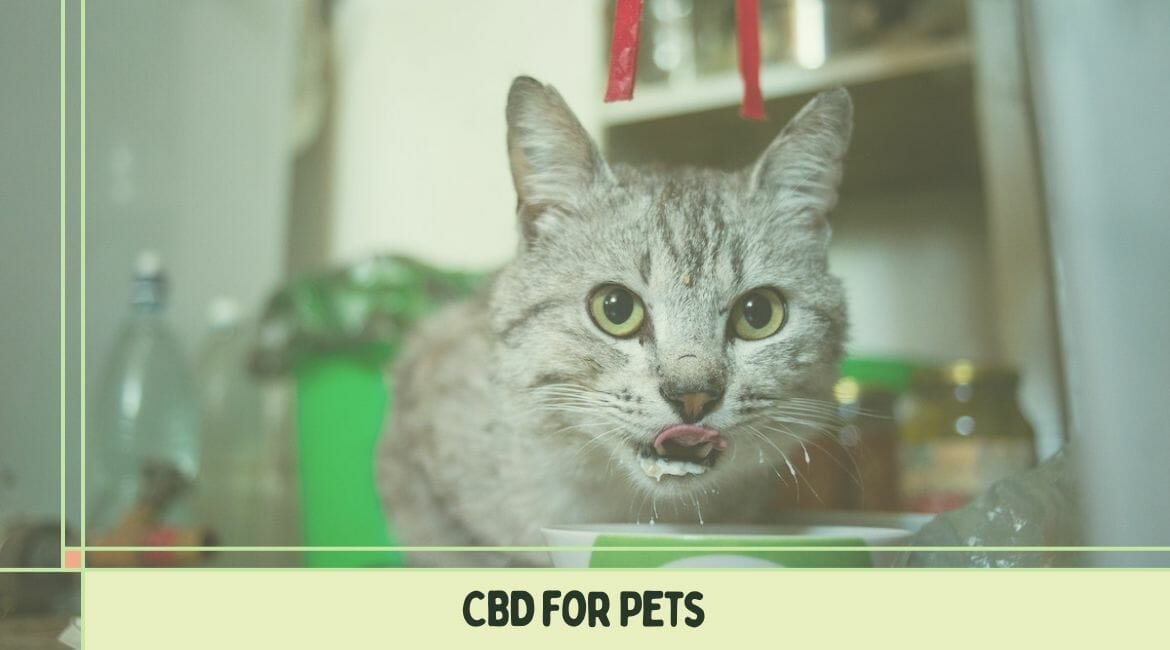 CBD for pets