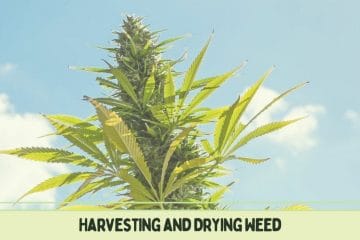 Harvesting And Drying Weed