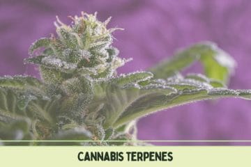 Cannabis Terpenes