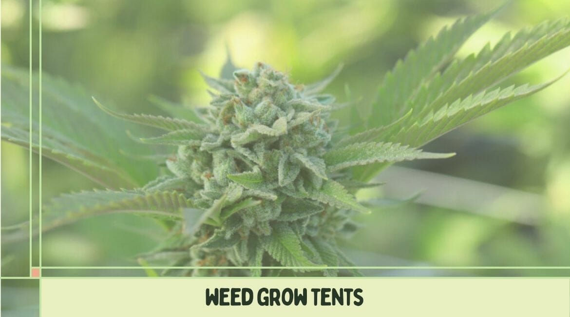 weed grow tents