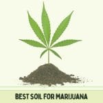 Best Soil For Marijuanas