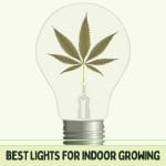 Best Lights For Indoor Growing