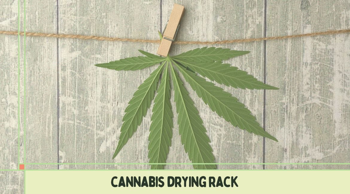 cannabis_drying_racks