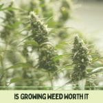 Is-Growing-Weed-Worth-It
