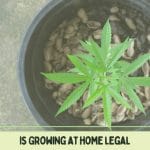 Is It Legal To Grow Cannabis