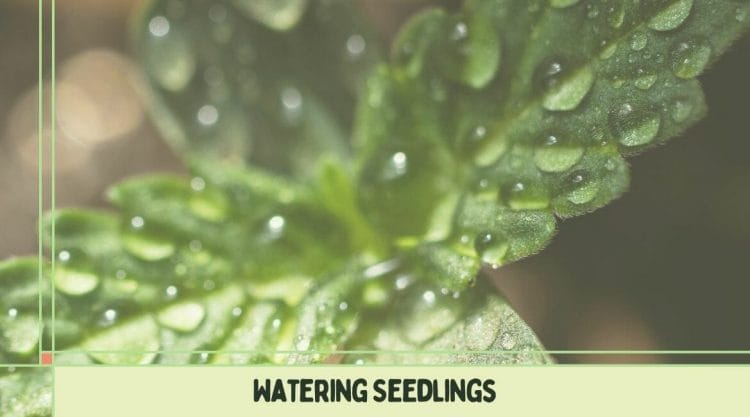 How_Often_Do_You_Water_Your_Seedlings