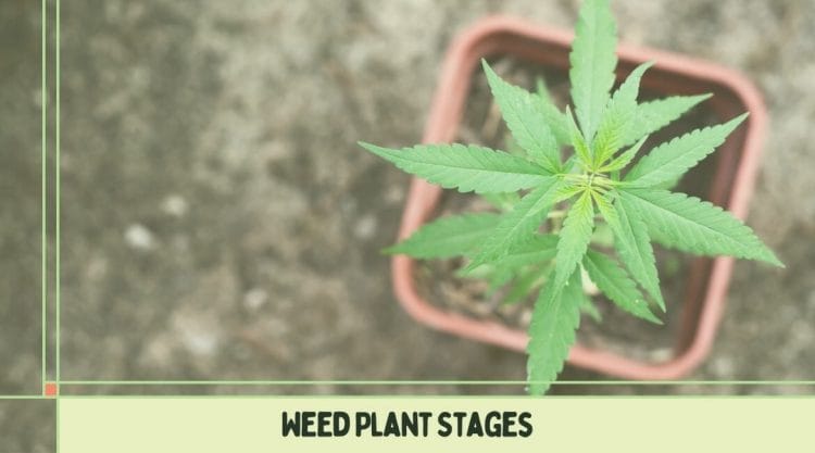 Weed_Plant_Stages